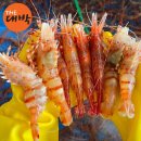 독도꽃새우 이미지