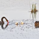 Black Swan 이미지