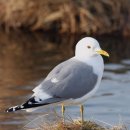 갈매기꿈 이미지