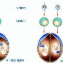 Re: 일란성 쌍생아, 이란성 쌍생아 이미지