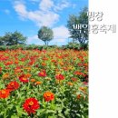 코스모스축제장 제방 | 9월 강원도축제 평창 백일홍축제 개화상황 입장요금 먹거리 깡통열차