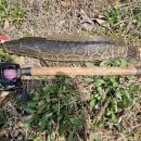 자작이 3호~ 이미지