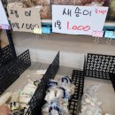 청년청과대림
