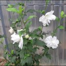 무궁화농원 이미지