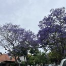 키리빌리(Kirribilli)