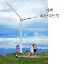 트리하우스 | 매봉산 바람의언덕 배추출하 시작으로 택시 / 셔틀버스 운영 ft. 바람개비축제