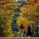 마로니에길 이미지