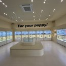 퍼피애견샵 이미지
