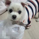 장모족발글로벌캠퍼스점