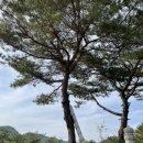소천밧데리 | 어머니산소 잔디 깍기
