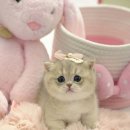 울산고양이분양 모나미네코 울산본점 이미지