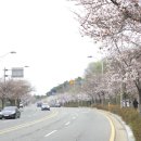 벚꽃 통신(전주 동물원 가는 길) 이미지