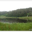 황금개구리 이미지