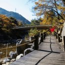 솔향수목원(솔숲광장) 이미지