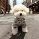 푸치스킨즈(Poochskins) 엄청 예쁜 신상 반려동물 옷 브랜드 발견했어요:)