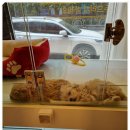 플랜멍 강아지분양 포항점 이미지