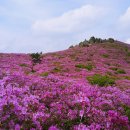 보성 초암산 정기(철쭉)산행 안내(4월 28일) 이미지