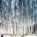 자작나무숲 이미지