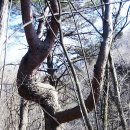 김연아닮은 소나무 이미지