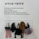 보리다움