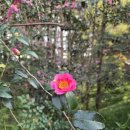 산호쉼터 | 마산 산호공원 산책 코스: 황토길 걷고 마창대교 뷰까지 한 번에 보는 힐링 코스