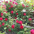 죽관메원 이미지