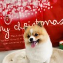 더 펫 애견샵 이미지