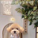 파주운정강아지분양 호야펫 이미지