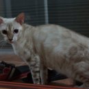 효민님의 뱅갈고양이 이미지