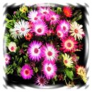 키우기쉬운 예뿐 꽃모종들...추가모종판매 이미지
