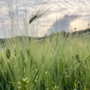 생담원농장 | 달걀일기