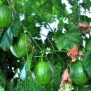 하늘타리 이미지