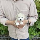 푸숑푸숑 이미지