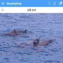 케이 돌핀크루즈