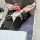 꽃냥 | 안양 고양이 무마취 미용 [꽃냥] 후기 / 가격 / 주차 🐈🐈‍⬛