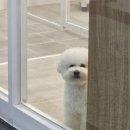 모모그루밍 이미지