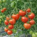 사비농장 이미지