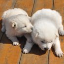 복슬강아지 이미지