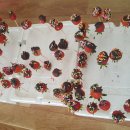 화룡농장 이미지