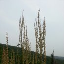 내송농장 이미지