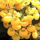 [3월 27일 탄생화] 칼세올라리아(Calceolaria) : 도움 이미지