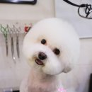 바비펫샵 이미지