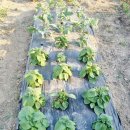 도양농장 이미지