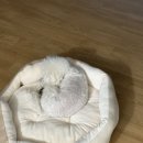 꽃피는견생 인천애견유치원 이미지