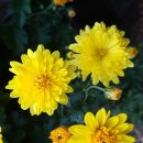 드림펜션 이미지