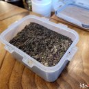 33구이