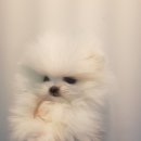 강남켄넬 이미지