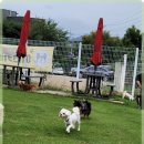 애견카페왕 이미지