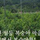 만경산멜론농장