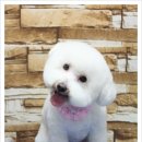 달리애견 이미지